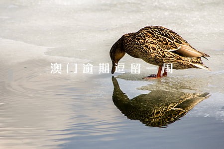 澳门逾期逗留一周 澳门逾期逗留一周