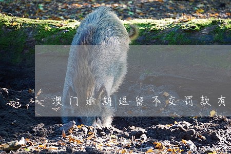 澳门逾期逗留不交罚款有什么处罚 澳门逾期逗留不交罚款有什么处罚