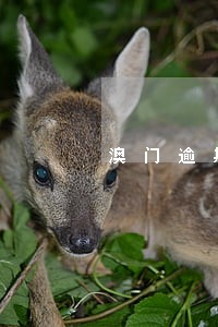 澳门逾期逗留不交罚款的处罚 澳门逾期逗留不交罚款的处罚