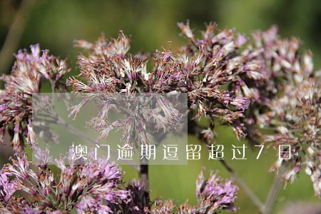 澳门逾期逗留超过7日 澳门逾期逗留超过7日