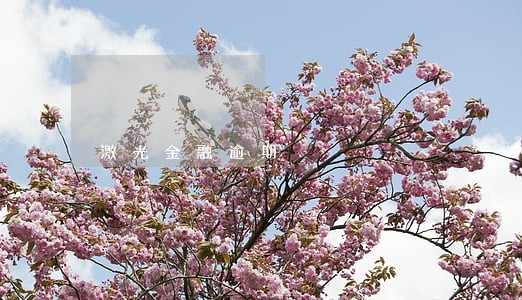 激光金融逾期 激光金融逾期