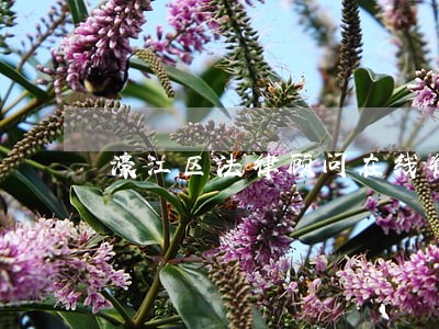 濠江区法律顾问在线律师 濠江区法律顾问在线律师