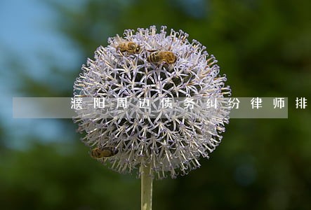 濮阳周边债务纠纷律师排名 濮阳周边债务纠纷律师排名