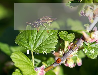 濮阳找债务合同律师哪个好 濮阳找债务合同律师哪个好