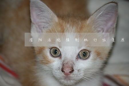 灌阳法院强制执行恢复原状 灌阳法院强制执行恢复原状