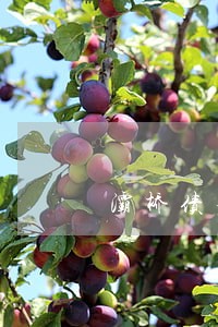 灞桥债务纠纷律师价格 灞桥债务纠纷律师价格