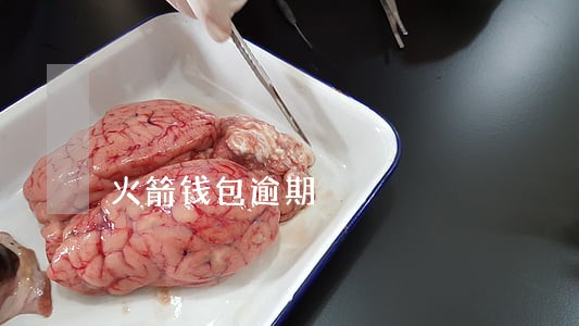 火箭钱包逾期 火箭钱包逾期