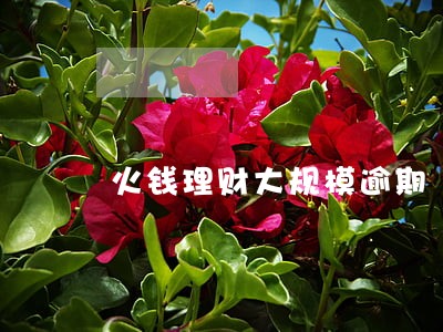 火钱理财大规模逾期 火钱理财大规模逾期