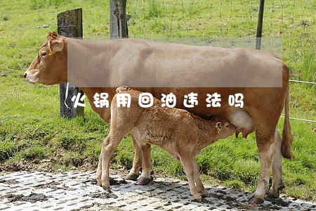 火锅用回油违法吗