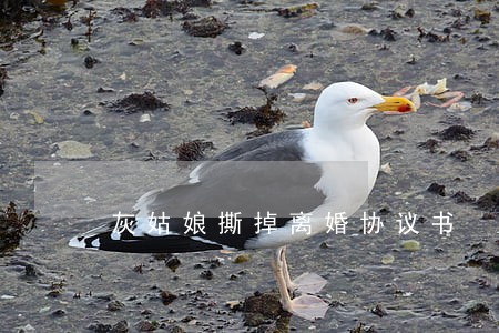 灰姑娘撕掉离婚协议书 灰姑娘撕掉离婚协议书