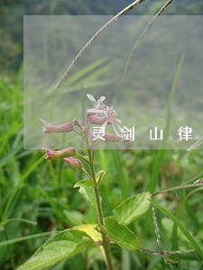 灵剑山律师