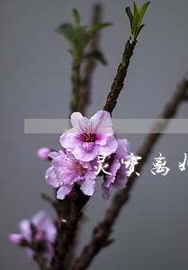 灵宝离婚律师事务所 灵宝离婚律师事务所