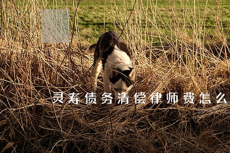 灵寿债务清偿律师费怎么算 灵寿债务清偿律师费怎么算