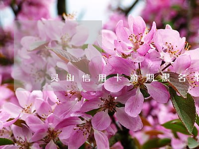 灵山信用卡逾期黑名单查询 灵山信用卡逾期黑名单查询