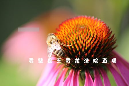 灵璧县王灵龙法院直播 灵璧县王灵龙法院直播