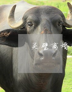 灵璧离婚律师 灵璧离婚律师