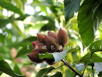 灵通钱包逾期会怎么样 灵通钱包逾期会怎么样