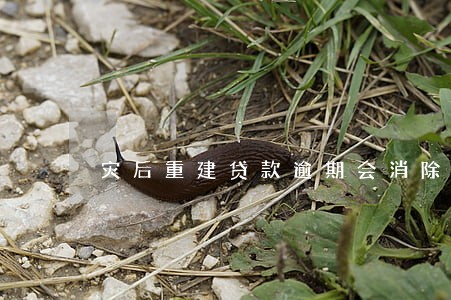 灾后重建贷款逾期会消除吗 灾后重建贷款逾期会消除吗