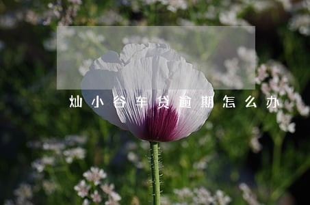 灿小谷车贷逾期怎么办 灿小谷车贷逾期怎么办