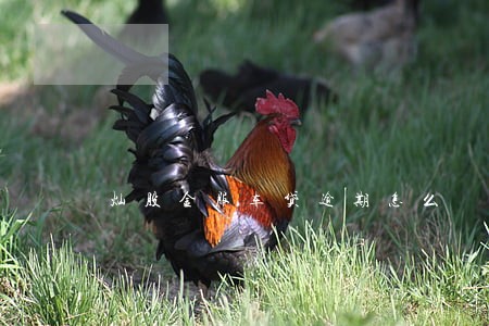 灿股金服车贷逾期怎么 灿股金服车贷逾期怎么
