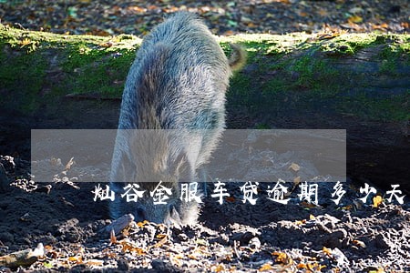 灿谷金服车贷逾期多少天会拖车 灿谷金服车贷逾期多少天会拖车
