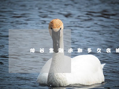 灿谷金融逾期多久会被拖车 灿谷金融逾期多久会被拖车