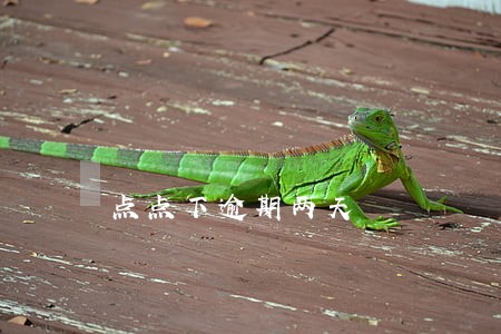 点点下逾期两天 点点下逾期两天