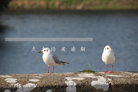 点点信用逾期 点点信用逾期