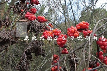 点点借款25万逾期会怎样 点点借款25万逾期会怎样
