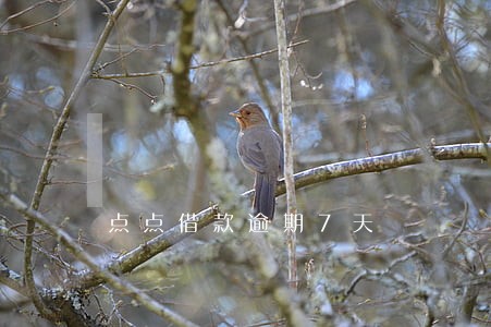 点点借款逾期7天 点点借款逾期7天