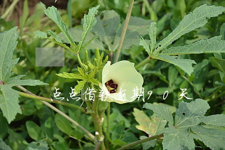 点点借款逾期90天 点点借款逾期90天