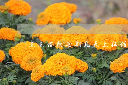 点点借款逾期几天上征信 点点借款逾期几天上征信