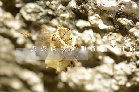 点点借款逾期各种验证码 点点借款逾期各种验证码