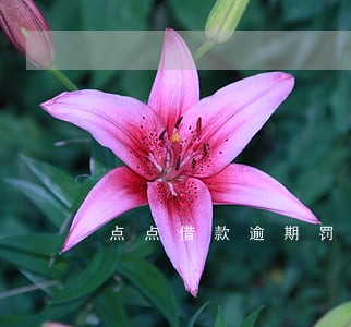点点借款逾期罚息