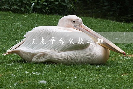 点点平台欠款逾期 点点平台欠款逾期