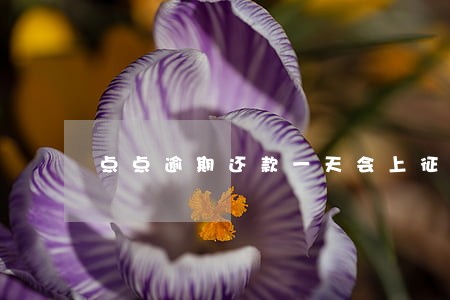 点点逾期还款一天会上征信吗