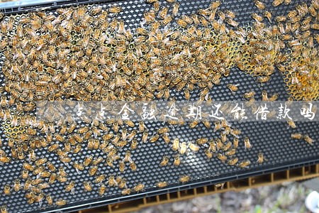 点点金融逾期还能借款吗 点点金融逾期还能借款吗