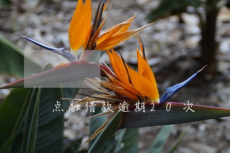 点融借款逾期20次 点融借款逾期20次