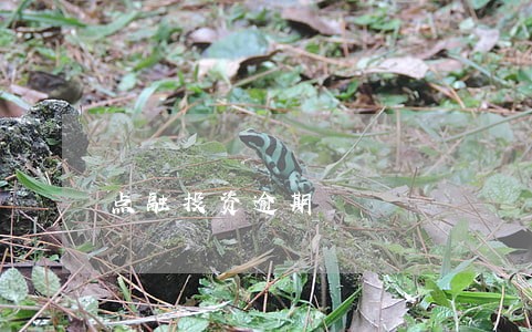 点融投资逾期 点融投资逾期