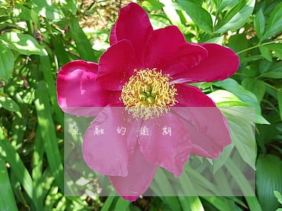 点融的逾期
