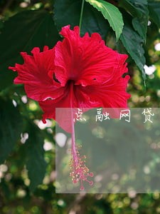 点融网贷逾期2个月 点融网贷逾期2个月