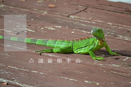 点融逾期率高