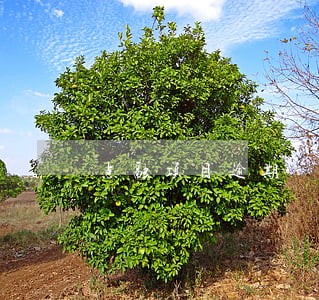 点融项目逾期 点融项目逾期