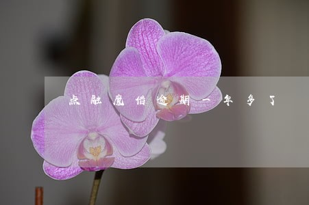 点融魔借逾期一年多了