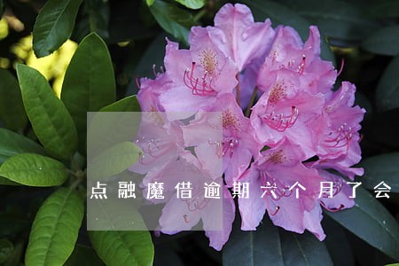 点融魔借逾期六个月了会怎样 点融魔借逾期六个月了会怎样