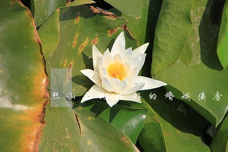 烈山区比较好的婚姻债务纠纷律师