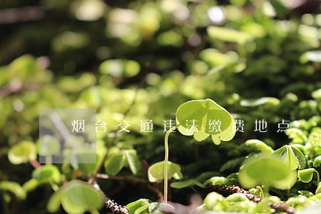 烟台交通违法缴费地点 烟台交通违法缴费地点