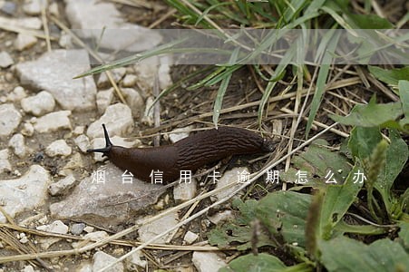 烟台信用卡逾期怎么办 烟台信用卡逾期怎么办