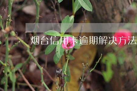 烟台信用卡逾期解决方法 烟台信用卡逾期解决方法