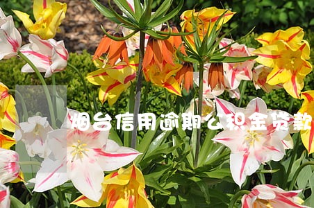 烟台信用逾期公积金贷款 烟台信用逾期公积金贷款